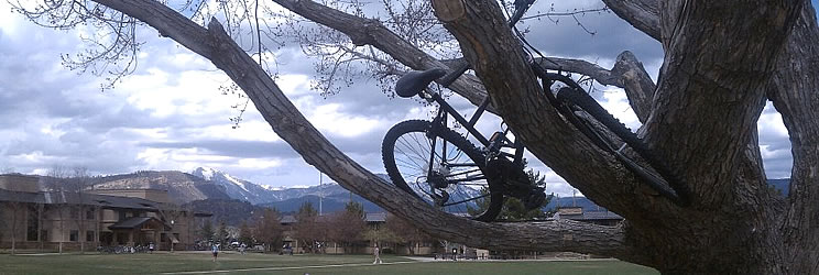 Bicycle sitting in a tree.